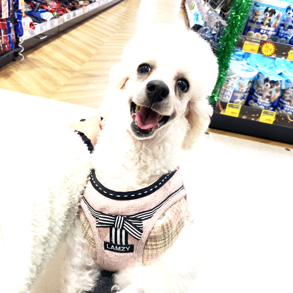卒業犬ひのでちゃんの近況♪